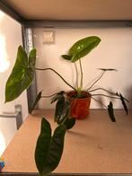 Philodendron Burle Marx Variegata - Zonder Pot, Huis en Inrichting, Kamerplanten, Ophalen, Overige soorten, Halfschaduw, Minder dan 100 cm