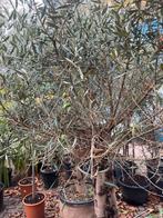 Prachtige oude olijfbomen!, Ophalen