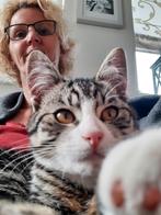 Kattenoppas  katten oppas aangeboden