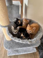 schattige kittens:jonge poesjes/katertjes rood lapjes cypers, Dieren en Toebehoren, Katten en Kittens | Overige Katten, Meerdere dieren