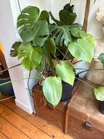 Mooie gezonde Monstera, Ophalen, Overige soorten, Halfschaduw, Minder dan 100 cm