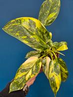 Philodendron Green Congo Variegata p12, Ophalen of Verzenden, Halfschaduw, Minder dan 100 cm