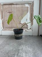 Philodendron McDowell Stek - Geworteld, Ophalen of Verzenden
