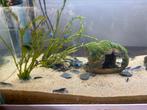 Te koop blauwe florida baby kreeften, Dieren en Toebehoren, Vis
