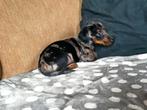 Vrolijke, lieve ruwharige dwerg teckel puppy, Reu, CDV (hondenziekte), 8 tot 15 weken, Dwerg