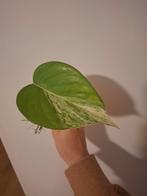 Stekje marble queen Pothos, Huis en Inrichting, Kamerplanten, Ophalen