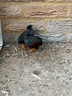 Chinese kwartel man, Dieren en Toebehoren, Pluimvee, Mannelijk, Overige soorten