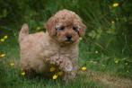 Poedel pups mooie keuze, Poedel, België, Rabiës (hondsdolheid), 15 weken tot 1 jaar