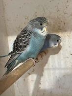 Melanidtic spangle blackface, Meerdere dieren, Parkiet