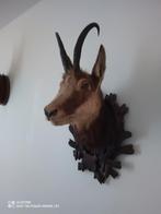 Te koop: Gems., Ophalen of Verzenden, Zo goed als nieuw, Wild dier, Gewei of Kop