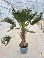 Palm, Trachycarpus WAGNERIANUS, Tuin en Terras, Planten | Bomen, 100 tot 250 cm, Zomer, Palmboom, Ophalen