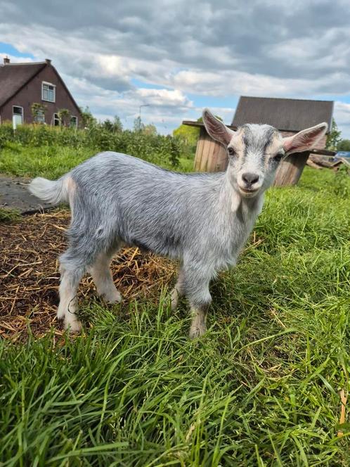 Licht blauwschimmel tan dwerg bokje hoornloos grijs, Dieren en Toebehoren, Schapen, Geiten en Varkens, Geit, Mannelijk