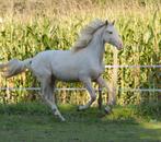 Te koop: Mooie 2-jarige Cruzado Lusitano ruin, Dieren en Toebehoren, Paarden, Gechipt, Minder dan 160 cm, Ruin, Dressuurpaard