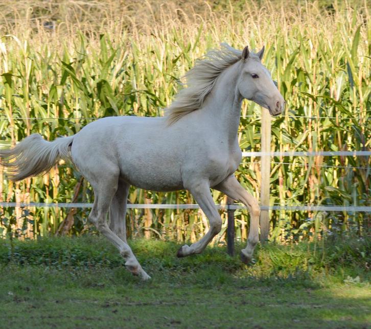 Te koop: Mooie 2-jarige Cruzado Lusitano ruin, Dieren en Toebehoren, Paarden, Ruin, Onbeleerd, Minder dan 160 cm, 0 tot 2 jaar