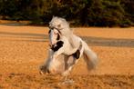 Geweldig lieve Irish Cob ruin, Dieren en Toebehoren, Pony's, Gechipt, Ruin, 3 tot 6 jaar, C pony (1.27m tot 1.37m)