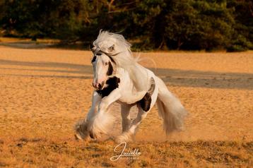 Geweldig lieve Irish Cob ruin beschikbaar voor biedingen