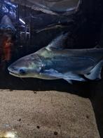 Pangasius circa 40cm, Vis, Zoetwatervis
