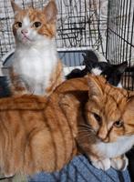 Lieve boerderij kittens, Meerdere dieren