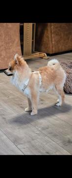 Reutje 15maanden, Reu, 1 tot 2 jaar, Eén hond, Nederland