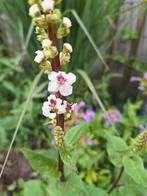 Verbascum chiaxii ' Album' zaden. Toorts, Ophalen of Verzenden, Volle zon