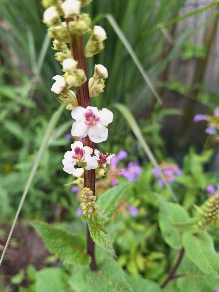 Verbascum chiaxii ' Album' zaden. Toorts, Tuin en Terras, Bloembollen en Zaden, Volle zon, Ophalen of Verzenden