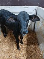 Holstein x Brahman stiertje, Dieren en Toebehoren, Mannelijk, 0 tot 2 jaar