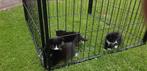 Lieve kittens, Dieren en Toebehoren, Pluimvee, Meerdere dieren, Kip
