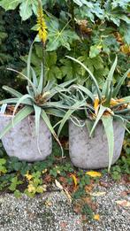 Aloes in grote sierpotten, Ophalen, Overige soorten, Volle zon