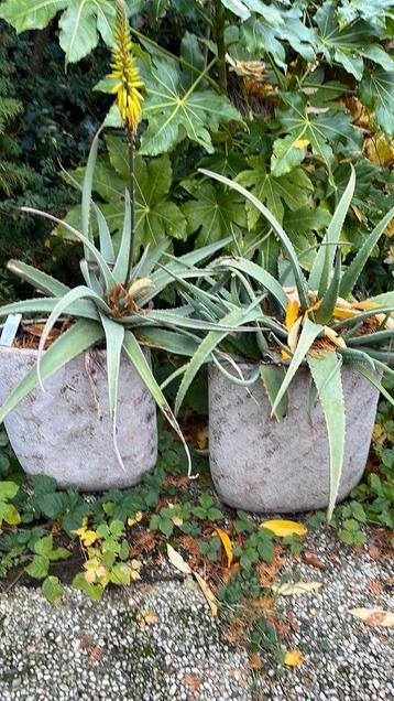 Aloes in grote sierpotten beschikbaar voor biedingen
