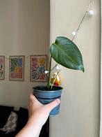 Monstera Cutting in pot Small with a new leaf growing, Huis en Inrichting, Kamerplanten, Ophalen, Overige soorten, In pot, Minder dan 100 cm