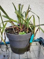 Eendagsbloem, Mozes in 't biezenmandje, Ophalen, Overige soorten, Volle zon