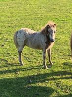 Veulen te koop, Dieren en Toebehoren, Niet van toepassing, 0 tot 2 jaar, Hengst, A pony (tot 1.17m)