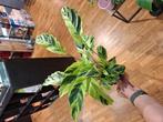 Calathea Yellow Fusion, Overige soorten, In pot, Minder dan 100 cm, Groene kamerplant