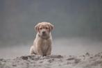labrador puppys blond/foxred, Dieren en Toebehoren, Honden | Retrievers, Spaniëls en Waterhonden, CDV (hondenziekte), 8 tot 15 weken