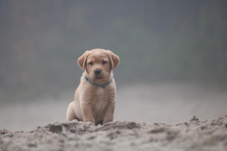 labrador puppys blond/foxred, Dieren en Toebehoren, Honden | Retrievers, Spaniëls en Waterhonden, Meerdere dieren, Labrador retriever