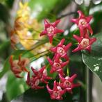Hoya occultata ‘Red’, Overige soorten, In pot, Minder dan 100 cm, Bloeiende kamerplant