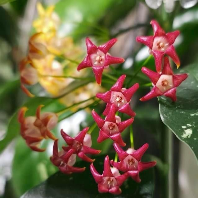 Hoya occultata ‘Red’, Huis en Inrichting, Kamerplanten, Overige soorten, Minder dan 100 cm, Bloeiende kamerplant, Halfschaduw