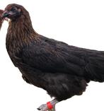 Marans diverse kleurslagen kippen, Meerdere dieren, Kip