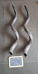 Koedoe Antilope set hoorns 100 cm, Verzamelen, Dierenverzamelingen, Ophalen, Gebruikt, Wild dier, Gewei of Kop