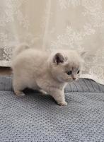 Britse korthaar kittens, Dieren en Toebehoren, Katten en Kittens | Raskatten | Korthaar, Kater, Ontwormd, 0 tot 2 jaar