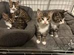 Prachtig Nestje cyperse kittens., Dieren en Toebehoren, Katten en Kittens | Overige Katten, Kater, Kortharig, 0 tot 2 jaar