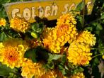 >>>Dahlia golden scepter geel pluktuin<<<, Ophalen of Verzenden, Voorjaar, Volle zon, Knol