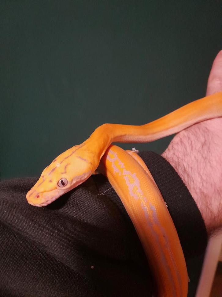 Dwerg netpython/Retic Purple Albino GC Bacan