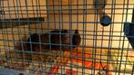 Te koop Chinese dwergkeartelhaantjes, Dieren en Toebehoren, Vogels | Overige Vogels, Mannelijk