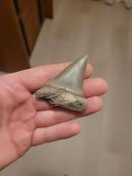 Grote hastalis haaientand Antwerpen, Verzamelen, Mineralen en Fossielen, Ophalen of Verzenden, Fossiel