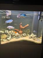 Ciclide vissen, Dieren en Toebehoren, Vissen | Aquariumvissen, Vis