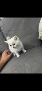 Kittens, Dieren en Toebehoren, Ophalen of Verzenden