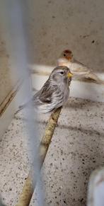 3 koppels barmsijzen agaat x isabel, Dieren en Toebehoren, Vogels | Overige Vogels, Meerdere dieren, Wildzangvogel