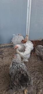 Cochin hennetjes, Dieren en Toebehoren, Pluimvee, Vrouwelijk, Kip