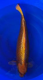 Koi Ki Matsuba Marusei Female 74cm, Dieren en Toebehoren, Vissen | Vijvervissen, Karper of Koi